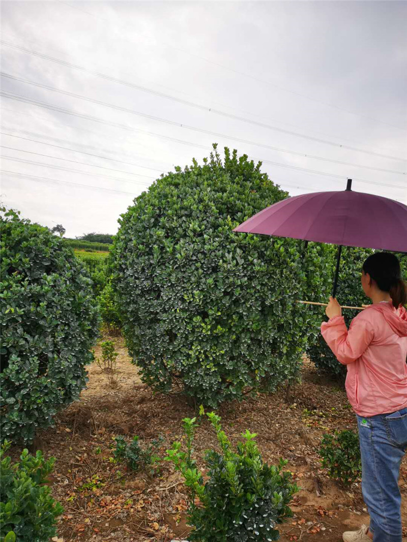 客戶冒雨打號二米冠幅大葉黃楊球